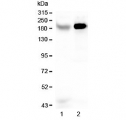 Western blot testing of human 1) Caco-2 and 2) HepG2 lysate with RRBP1 antibody at 0.5ug/ml. Expected molecular weight ~180 kDa.