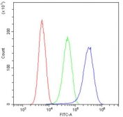 Flow cytometry testing of human SiHa cells with RRBP1 antibody at 1ug/10^6 cells (blocked with goat sera); Red=cells alone, Green=isotype control, Blue= RRBP1 antibody.