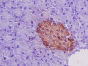 IHC staining of FFPE mouse pancreas with Insulin antibody. HIER: boil tissue sections in pH6, 10mM citrate buffer, for 10-20 min and allow to cool before testing.