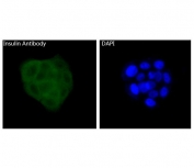 IF/ICC staining of human BxPC-3 cells with Insulin antibody (green) and DAPI nuclear stain (blue).