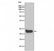 Western blot testing of human HeLa cell lysate with IFNB1 antibody. Predicted molecular weight ~22 kDa.