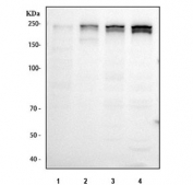 Western blot testing of human 1) ThP-1, 2) Jurkat, 3) HEL and 4) MCF7 cell lysate with ARID2 antibody. Predicted molecular weight: 191/197 kDa (two isoforms).