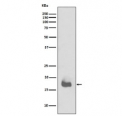 Western blot testing of recombinant human partial IL1 beta protein with IL1B antibody.