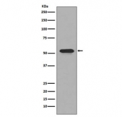Western blot testing of human ThP-1 cell lysate with CD4 antibody. Expected molecular weight: 50-55 kDa.
