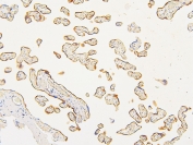 IHC staining of FFPE human placenta with ATP5MC1/2/3 antibody. HIER: boil tissue sections in pH6, 10mM citrate buffer, for 20 min and allow to cool before testing.