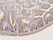 IHC staining of FFPE rat intestine with ATP5MC1/2/3 antibody. HIER: boil tissue sections in pH6, 10mM citrate buffer, for 20 min and allow to cool before testing.