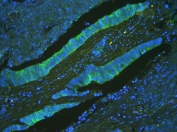 Immunofluorescent staining of FFPE human intestine with ATP5MC1/2/3 antibody. HIER: boil tissue sections in pH8 EDTA for 20 min and allow to cool before testing.