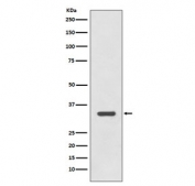 Western blot testing of human Raji cell lysate with HLA-DR antibody. Expected molecular weight ~34 kDa.