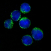 Immunofluorescent staining of human Raji cells with HLA-DR antibody (green) and DAPI nuclear stain (blue).