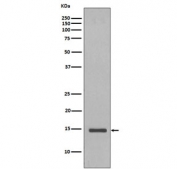 Western blot testing of Saccharomyces cerevisiae lysate with Yeast Histone H2B antibody. Predicted molecular weight ~14 kDa.