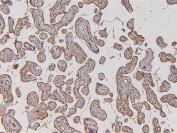 IHC staining of FFPE human placenta with EHD1 antibody. HIER: boil tissue sections in pH6, 10mM citrate buffer, for 10-20 min and allow to cool before testing.