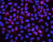 IF/ICC staining of FFPE human A431 cells with EDH1 antibody (red) at 2ug/ml and DAPI nuclear stain (blue). HIER: steam section in pH6 citrate buffer for 20 min.