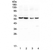 Western blot testing of 1) human U87 MG, 2) human PC-3, 3) rat testis and 4) mouse testis lysate with EHD1 antibody. Expected molecular weight ~61 kDa.