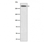 Western blot testing with SPTA1 antibody. Expected molecular weight: 260-280 kDa.