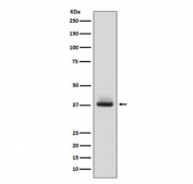 Western blot testing of human fetal liver lysate with Glycophorin A antibody. Expected molecular weight: ~19 kDa (glycosylated monomer), ~38 kDa (glycosylated dimer).
