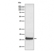 Western blot testing of human serum lysate with Transthyretin antibody. Predicted molecular weight ~16 kDa.