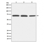 Western blot testing of 1) human HeLa, 2) mouse NIH3T3 and 3) rat PC-12 lysate with Serum Albumin antibody. Predicted molecular weight ~66 kDa.