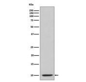 Western blot testing with IP10 antibody. Predicted molecular weight: 8-11 kDa.