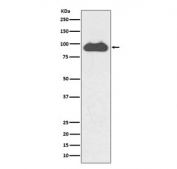 Western blot testing of human HeLa cell lysate with TRFC antibody. Predicted molecular weight: 85-95 kDa.