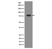 Western blot testing of human serum lysate with Transferrin antibody. Predicted molecular weight ~77 kDa.