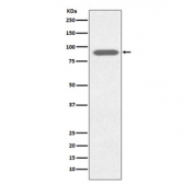 Western blot testing of human HeLa cell lysate with Lactoferrin antibody. Predicted molecular weight ~78 kDa.