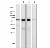 Western blot testing of 1) mouse testis, 2) mouse uterus, 3) mouse ovary and 4) rat testis tissue lysate with ER alpha antibody. Predicted molecular weight ~66 kDa.