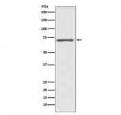 Western blot testing of human HeLa cell lysate with c-Raf antibody. Predicted molecular weight ~73 kDa.