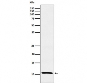 Western blot testing of human MCF7 cell lysate with TFF1 antibody. Predicted molecular weight ~12 kDa.
