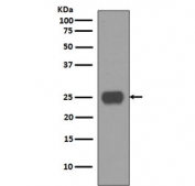 Western blot testing of human fetal brain lysate with CD90 antibody. Expected molecular weight 18~35 kDa depending on glycosylation level.
