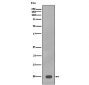 Western blot testing of human A375 cell lysate with S100 beta antibody. Predicted molecular weight ~11 kDa.