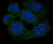 Immunofluorescent staining of human HeLa cells with GAPDH antibody (green) and DAPI nuclear stain (blue).
