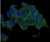 IF/ICC staining of human HeLa cells with GAPDH antibody (green) and DAPI nuclear stain (blue).