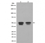 Western blot testing of human 1) Raji and 2) HepG2 cell lysate with TP53 antibody. Predicted molecular weight ~53 kDa.