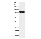 Western blot testing of human tonsil lysate with IgD antibody. Expected molecular weight ~64 kDa but may be observed at higher molecular weights due to glycosylation.