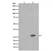 Western blot testing of lysate from human A431 cells 1) untreated or 2) treated with Anisomycin, with phospho-HSP27 antibody (pS78). Expected molecular weight: 24-27 kDa.