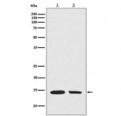 Western blot testing of 1) mouse NIH3T3 and 2) human A549 cell lysate with hydroxyl-Histone H2A antibody (Tyr39). Predicted molecular weight ~14 kDa.