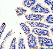 IHC staining of FFPE mouse colon tissue with MUC13 antibody, HRP-secondary and DAB substrate. HIER: boil tissue sections in pH8 EDTA for 20 min and allow to cool before testing.