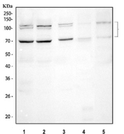 Western blot testing of 1) human Caco-2, 2) human A549, 3) human HeLa, 4) rat stomach and 5) mouse stomach tissue lysate with MUC13 antibody. Predicted molecular weight ~55 kDa but may be observed at higher molecular weights due to glycosylation.