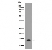 Western blot testing of human HeLa cell lysate with Histone H2A antibody. Predicted molecular weight ~14 kDa.