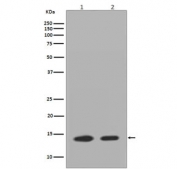 Western blot testing of 1) mouse Neuro-2a and 2) human HeLa cell lysate with Histone H2A.Z antibody. Predicted molecular weight ~14 kDa.