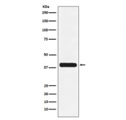 Western blot testing of human K562 cell lysate with Glycophorin C antibody. Predicted molecular weight ~14 kDa but may be observed at up to 40 kDa due to glycosylation.