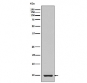 Western blot testing of recombinant partial protein with IGF1 antibody.