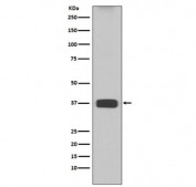 Western blot testing of mouse liver lysate with ARG1 antibody. Predicted molecular weight ~35 kDa.