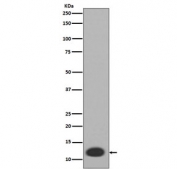 Western blot testing of human HL60 cell lysate with S100A8 antibody. Predicted molecular weight ~11 kDa.