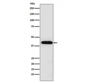 Western blot testing of human HeLa cell lysate with INHA antibody. Predicted molecular weight ~40 kDa.