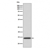 Western blot testing of human tonsil lysate with IL-4 antibody. Expected molecular weight: 14-20 kDa depending on glycosylation level.