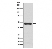 Western blot testing of human HepG2 cell lysate with PAI-1 antibody. Predicted molecular weight ~45 kDa.