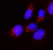 Immunofluorescent staining of FFPE human U-2 OS cells with PPA2 antibody (red) and DAPI nuclear stain (blue). HIER: steam section in pH6 citrate buffer for 20 min.