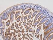 IHC staining of FFPE mouse intestine with RAB3GAP2 antibody. HIER: boil tissue sections in pH6, 10mM citrate buffer, for 20 min and allow to cool before testing.