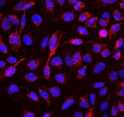 Immunofluorescent staining of FFPE human U-2 OS cells with RBMS3 antibody (red) and DAPI nuclear stain (blue). HIER: boil tissue sections in pH6, 10mM citrate buffer, for 20 min and allow to cool before testing.